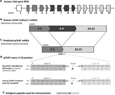 A Novel Antiserum Against a Predicted Human Peripheral Choline Acetyltransferase (hpChAT) for Labeling Neuronal Structures in Human Colon